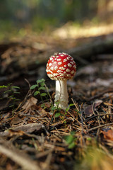 closeup of red toadstool in the forest