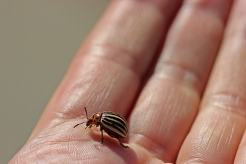 Kartoffelkäfer (Leptinotarsa decemlineata) auf der Hand

