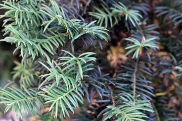 Naklejka na ściany i meble green branch of pine