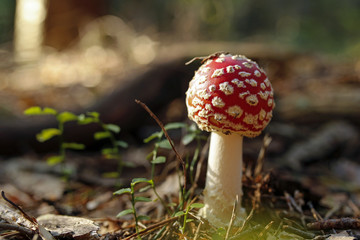 closeup of red toadstool in the forest