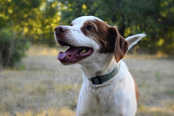 Perro feliz en camping de la sierra de Madrid, España en una tarde de verano