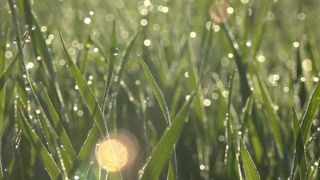 Fantactic Close-up Drops of dew of grass on field in summer forest, morning