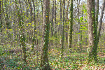 Dense trees in a beautiful deep forest in wilderness with vibrant green foliage