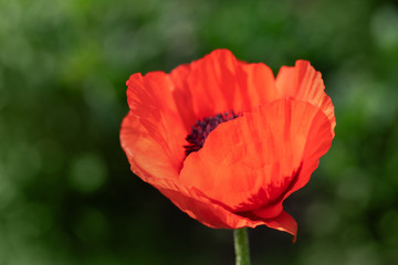 Fototapeta premium fresh beautiful red poppies on green field