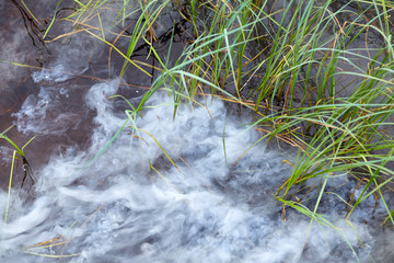 Sedge grass autumn back background