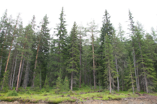 Forest at the Ofenpass in Switzerland
