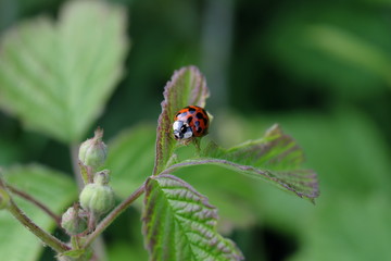 Fototapeta premium Marienkäfer auf Blatt - Stockfoto
