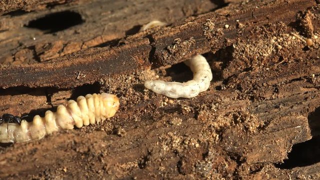 European sculptured pine borer (Chalcophora mariana), Insect close-up larvae bark beetle
