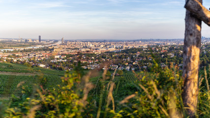 Fototapeta premium Panorama von Wien in den Weinbergen in der Abendsonne