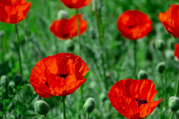 fresh beautiful red poppies on green field