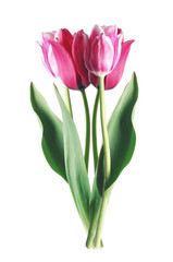 Bright pink tulip isolated on white