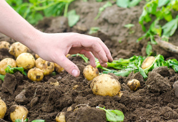 A man's hand is drawn to a young potato. The company for harvesting potatoes. The farmer is working in the field. Growing of vegetables and frutkov, agroculture, agrocomplex. harvest 2018.
