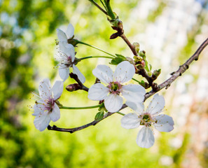 cherry flowers close-up