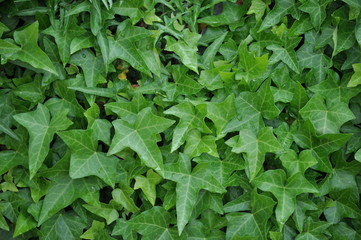 Fototapeta premium Green plant ivy-bound wall, background and texture