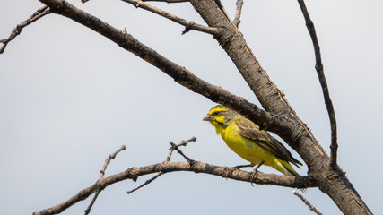 Naklejka premium Mosambikgirlitz in Afrika
