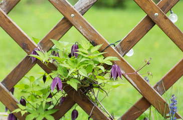 Clematis on wooden trellis