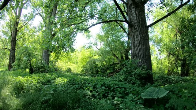 Auwald am Main, Natur pur, unber&uuml;hrte Natur, Gimbal, Urwald, Naturschutz, 4K