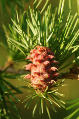 Larch strobilus