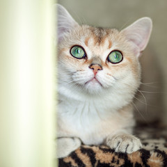 Fototapeta na wymiar Funny cat with green eyes breed golden shaded british shorthair close-up