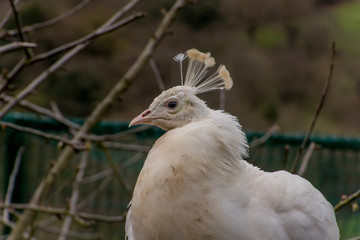 Beautiful albino peacock