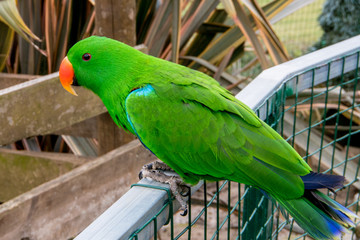 Beautiful and colorful tropical bird