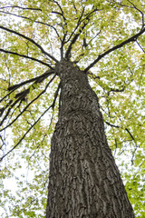 Fototapeta premium Tall Spring Tree