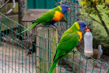 Beautiful and colorful tropical bird