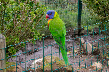 Beautiful and colorful tropical bird
