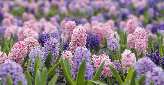 Fototapeta large flower bed with multi-colored hyacinths
