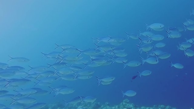 School Of Blue Striated Fusiliers, Caesio Striata, Swimming In The Blue Clear Sea In The Maldives.