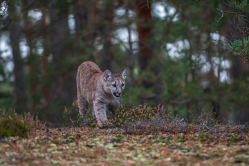 An endangered Florida PantherCougar(Puma concolor)