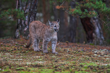 Obraz premium An endangered Florida PantherCougar(Puma concolor)
