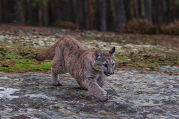 An endangered Florida PantherCougar(Puma concolor)