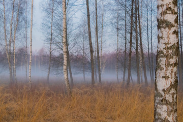 fog i  the wild forest at the atumn morning with deers