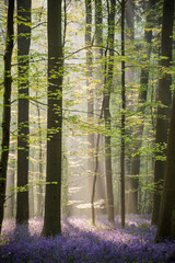 Obraz premium Sunrise in Hallerbos