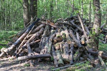 Fototapeta na wymiar pile of sawn wood in the forest in the summer
