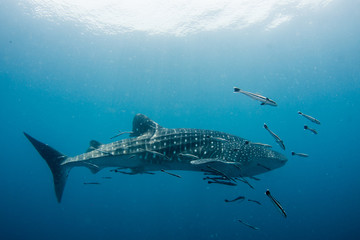 Whale Shark very near looking at you underwater in Gulf of Thailand. it does not attack humans