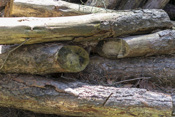 pile of sawn wood in the forest in the summer