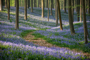 Pathway in the blue bells forest, Hallerbos, Belgium