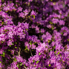  Rhododendron pink , lilac flower fresh blooming . pattern, flower