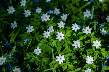 Obraz na płótnie Canvas Spring flowers, snowdrops. Gently green tones, white flowers, background. Botany, spring