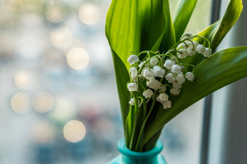 Fototapeta premium Close up of a beautiful, blooming may bell on a white background. Flower suitable for bridal bouquets, perfumes and aromatherapy. Shallow depth of focus, copy space.