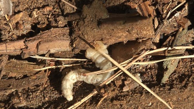 European sculptured pine borer (Chalcophora mariana), Insect close-up larvae bark beetle