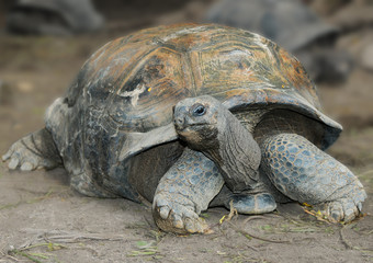 The Aldabra giant tortoise (Aldabrachelys gigantea), from the islands of the Aldabra Atoll in the Seychelles
