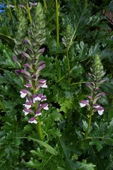 Acanthus morris