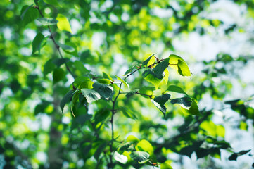 Natural background with green leaves and texture.