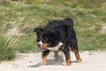 Berber sennen schuld zich uit.