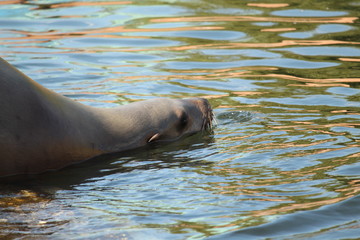 Obraz premium Seal Close Up