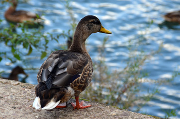 Duck walks near the pond. 