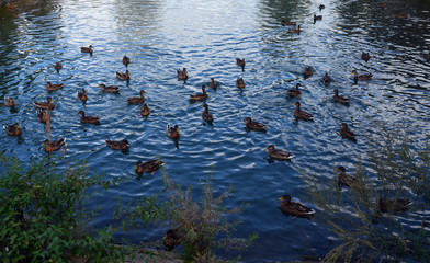 Many ducks swim in a blue pond